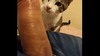 cat licking cock