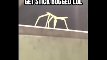 stick bug