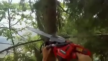 chainsaw tree