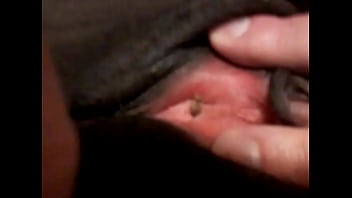 larvae pussy maggots