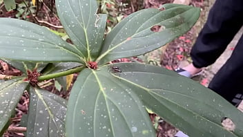 insect mating