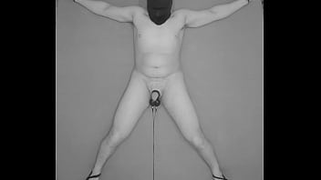 testicle banding cbt