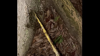 seques tree